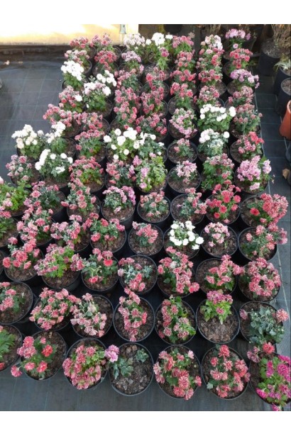 Хризантема Мультіфлора